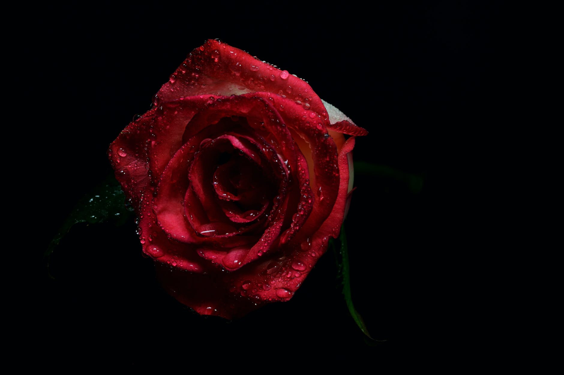 Rose dripping with water with a black background